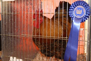 2012 North Somerset Show Poultry