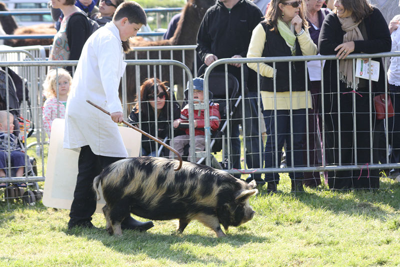 Show 2011 022 North Somerset Agricultural Society