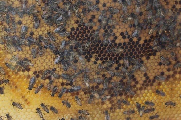 Bees & Honey North Somerset Agricultural Society