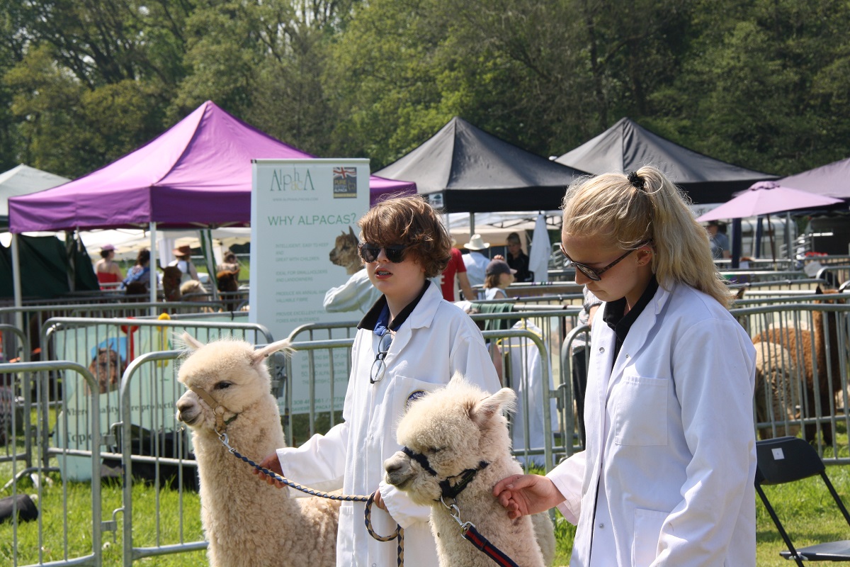 Alpacas North Somerset Agricultural Society